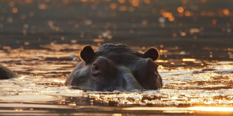 A hippo's head rises up above the waterline in the Kafue River.