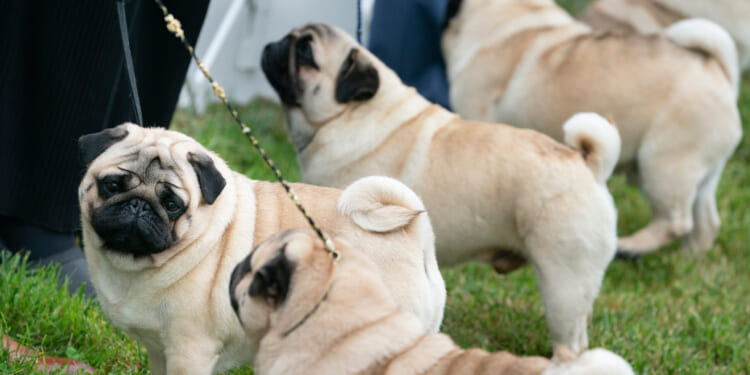 The pug group is judged outside at the 145th Annual Westminster Kennel Club Dog Show on June 12, 2021, in Tarrytown, New York.