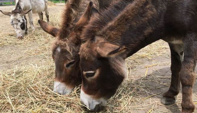Regarding Donkeys – PJ Media