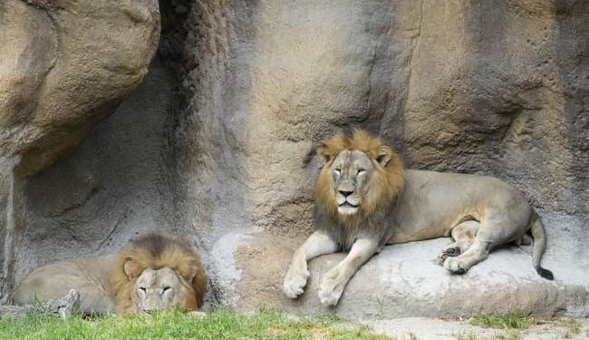 They're so 'Incompetent' That They Can't Even Take Care of the Zoo Animals – PJ Media