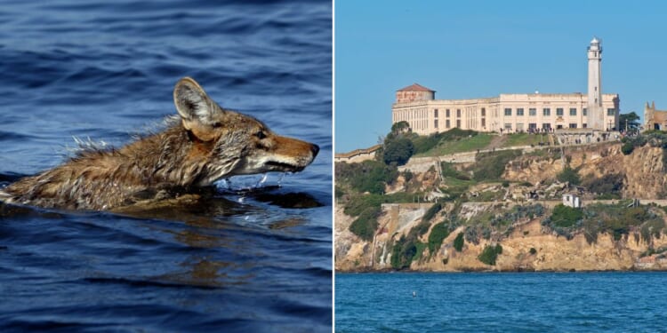 A coyote was spotted on Alcatraz who likely had to swim the whole way to get there.
