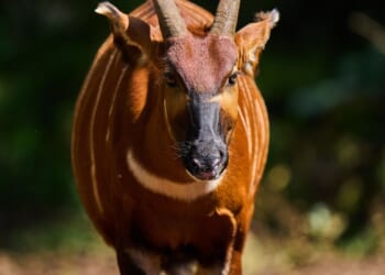 ‘Ghost of the forest’ returns to Kenya as conservationists reintroduce rare antelope into the wild