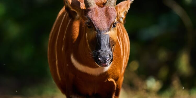 ‘Ghost of the forest’ returns to Kenya as conservationists reintroduce rare antelope into the wild