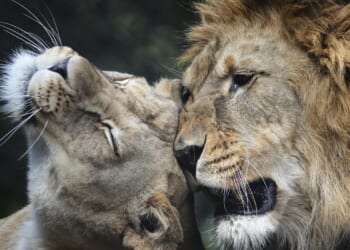 21-year-old lioness Shera euthanized at Smithsonian’s National Zoo after losing mobility