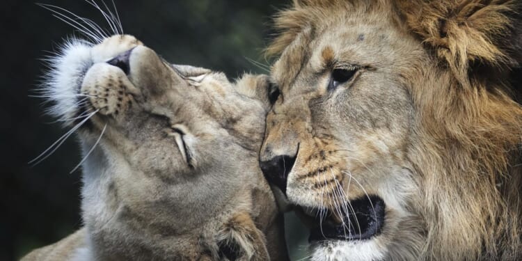 21-year-old lioness Shera euthanized at Smithsonian’s National Zoo after losing mobility