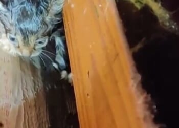 Two kittens rescued after tornado find new home