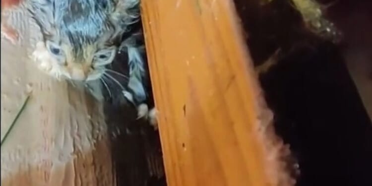 Two kittens rescued after tornado find new home