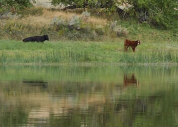 Trump administration cancels rule that made conservation a ‘use’ of public lands