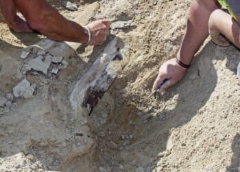 Fossil of new dinosaur species discovered in Thailand