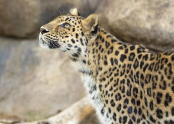 Leopard gets loose at Washington state zoo before returning safely to habitat