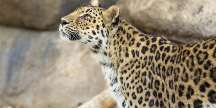 Leopard gets loose at Washington state zoo before returning safely to habitat