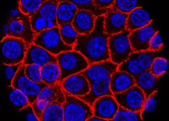 Experimental pill promises new hope for deadly pancreatic cancer