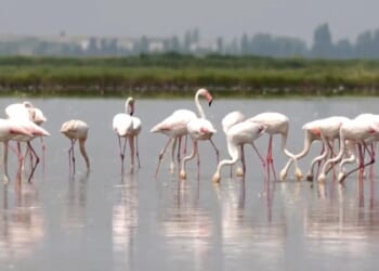 Venice’s growing flamingo population finds refuge in recovering wetlands