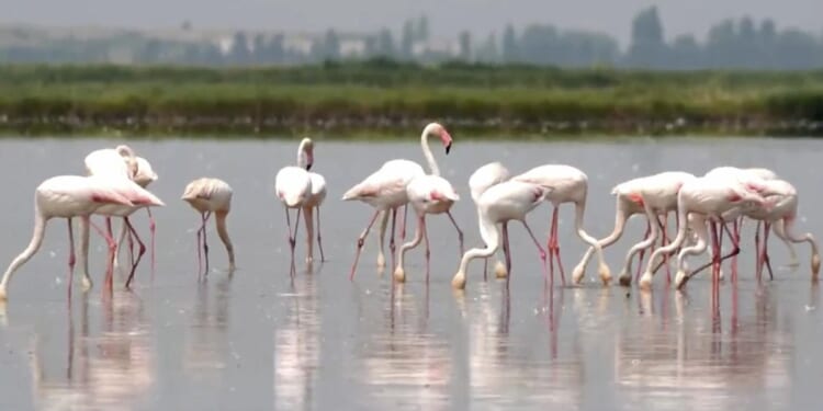 Venice’s growing flamingo population finds refuge in recovering wetlands