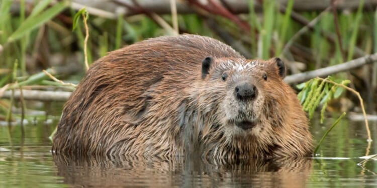 Looking up after chewing on the branch of a willow tree, a large beaver soaks near the shoreline of Bear Creek, which feeds into the South Platte River just outside Denver, Colorado.