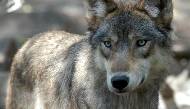 Wisconsin’s Wolf Debate Has No Easy Villain – PJ Media