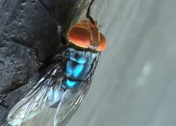 Flesh-eating screwworm detected in Texas for first time in decades