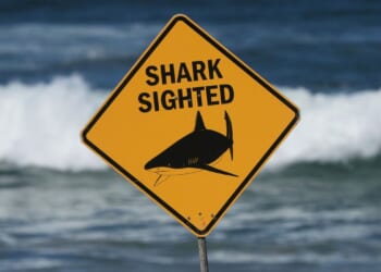 Spearfisher killed in Australia’s third fatal shark attack in 4 weeks