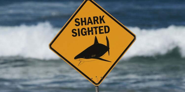 Spearfisher killed in Australia’s third fatal shark attack in 4 weeks