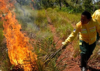 In Brazil’s Cerrado region, Indigenous fire practices reshape wildfire strategy