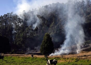 Colombia passes law to track cattle and keep deforestation-linked beef out of supply chains