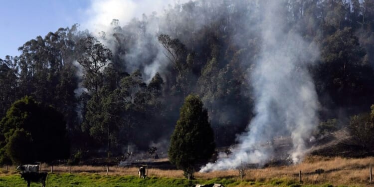 Colombia passes law to track cattle and keep deforestation-linked beef out of supply chains