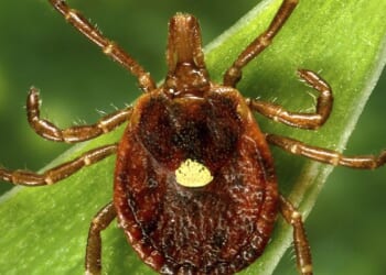 What to know about alpha-gal syndrome, the life-threatening meat allergy caused by tick bites
