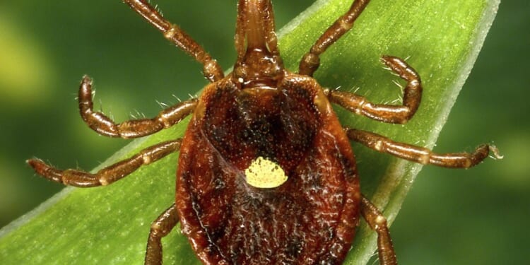What to know about alpha-gal syndrome, the life-threatening meat allergy caused by tick bites