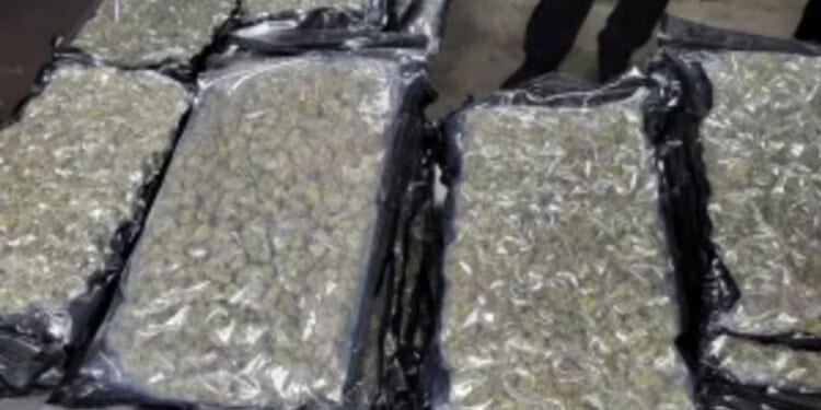U.S. agents at border near Buffalo find 1,600 pounds of marijuana
