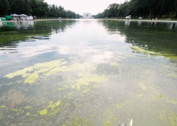 Interior Dept. kicks off efforts to kill algae growth in Reflecting Pool