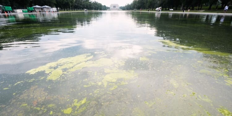 Interior Dept. kicks off efforts to kill algae growth in Reflecting Pool