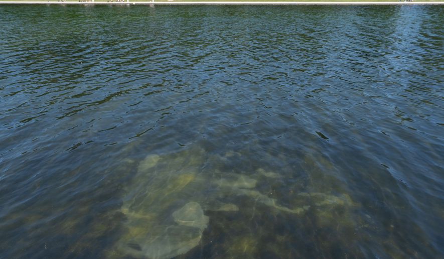 A peeling section of blue coating is seen in the Lincoln Memorial Reflecting Pool, Saturday, June 20, 2026, in Washington. (AP Photo/Mark Schiefelbein)