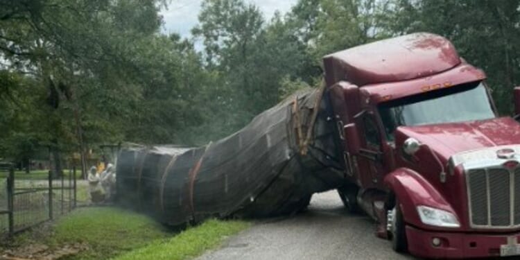 Millions of honeybees escape into a rural Texas neighborhood after a semitrailer crash