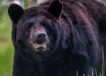 New Jersey zoo closes for the day due to gate-crashing black bear