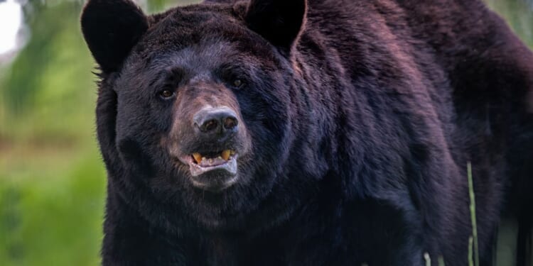 New Jersey zoo closes for the day due to gate-crashing black bear