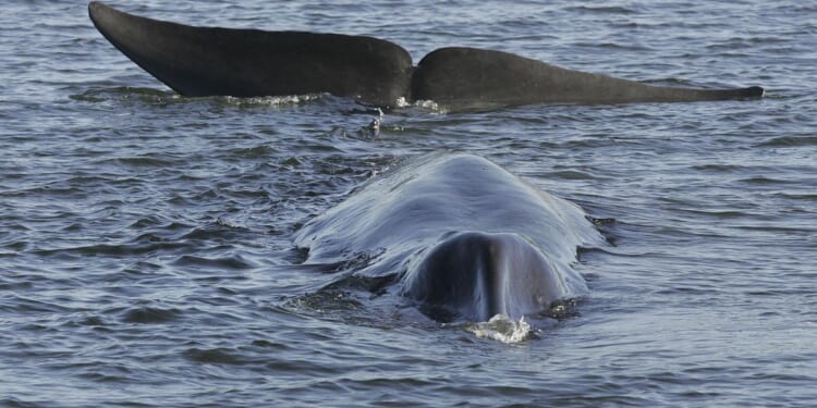 Endangered pregnant whale found dead on bow of Royal Caribbean cruise ship in Alaska