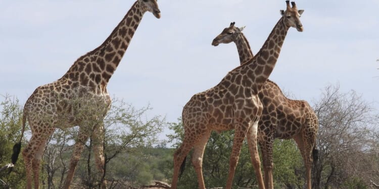 Contrary to reports, giraffe named Gracie still missing in Texas