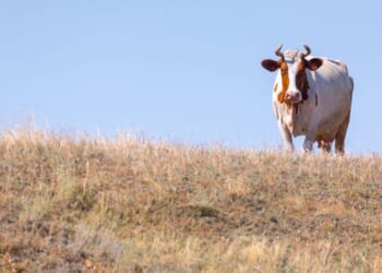 Ukraine says Russia burying cattle infected with anthrax to spread disease to civilians
