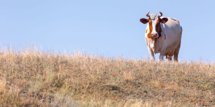 Ukraine says Russia burying cattle infected with anthrax to spread disease to civilians