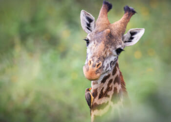 Close-up of a giraffe head with an Ox Pecker on his neck.