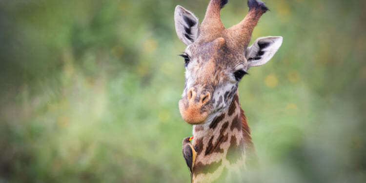 Close-up of a giraffe head with an Ox Pecker on his neck.