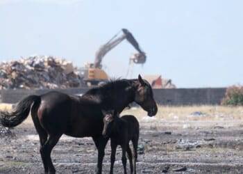 Animal welfare activists in Montenegro worry about horses in Europe’s scorching heat