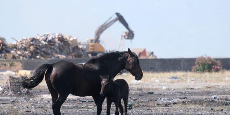 Animal welfare activists in Montenegro worry about horses in Europe’s scorching heat