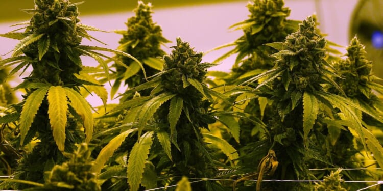 Virginia to let stores sell marijuana for recreational use starting in July 2027