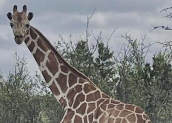 Missing giraffe found safe in Texas