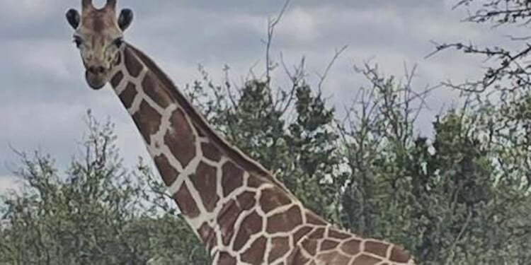 Missing giraffe found safe in Texas