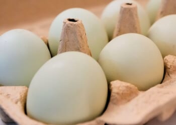 DOJ sues egg giants for allegedly rigging prices