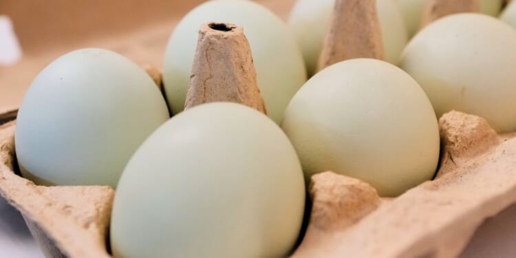 DOJ sues egg giants for allegedly rigging prices