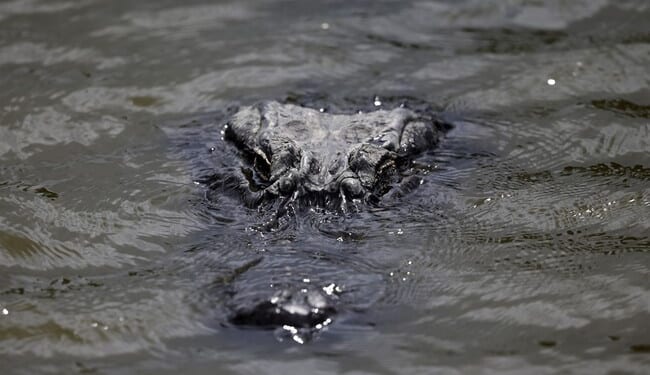 Don't Be Jumpin' in the Swamp When Running From the Law – HotAir
