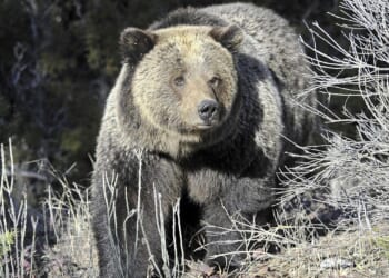Grizzly bear mauls San Diego hiker on Glacier National Park trail